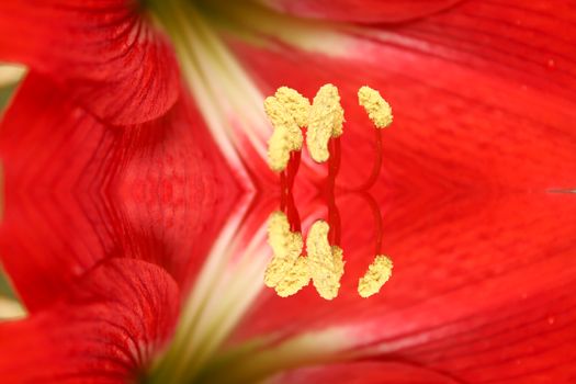red lily