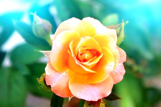 red flower
