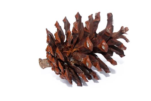 pine fruit