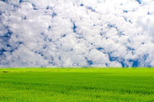 Green paddy and sky