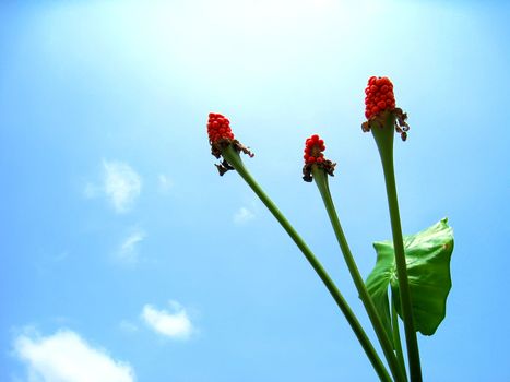 red flower