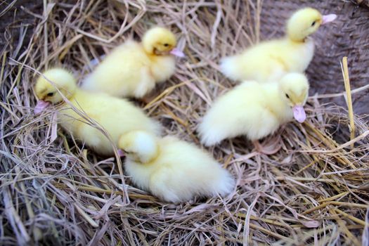 baby swans