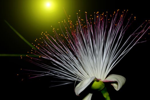 purple flowers blooming in the night