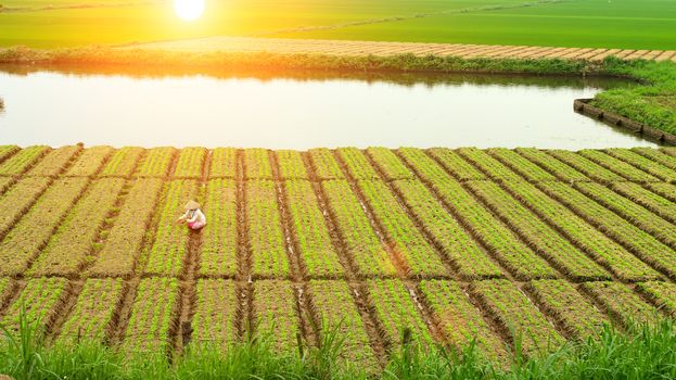 field of vegetables