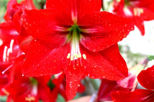 red lily