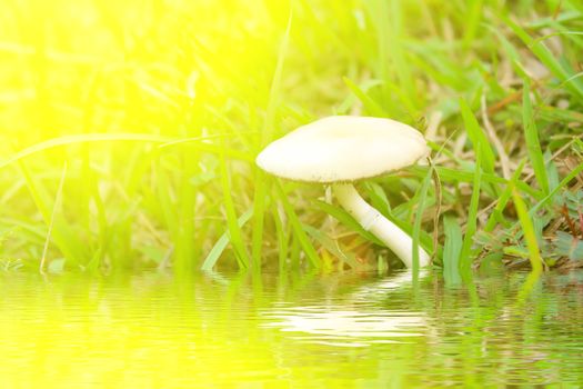 mushroom in nature 