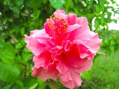 pink flower
