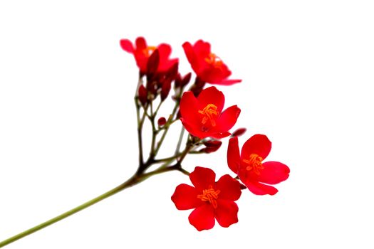 red flower