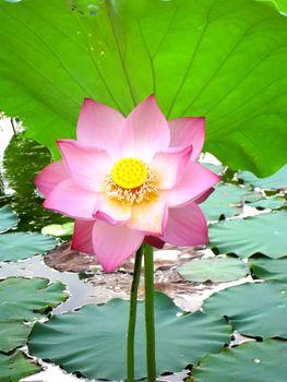 lotus pond