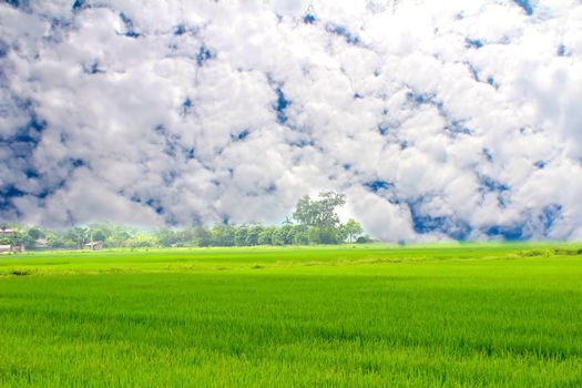 Green paddy and sky