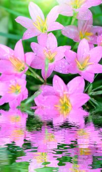 pink flowers blooming