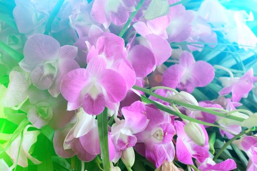 purple flower