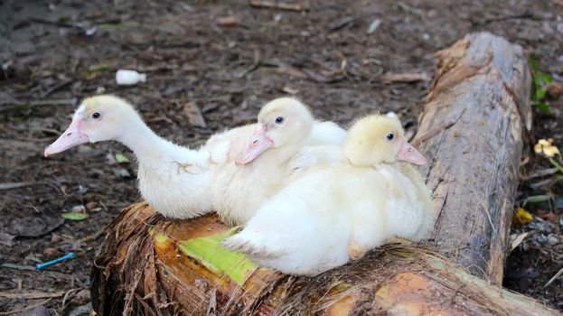 baby swans