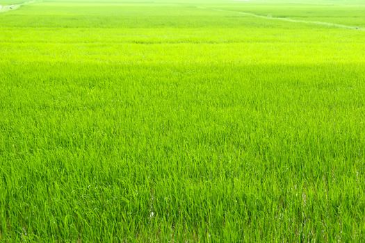 paddy field