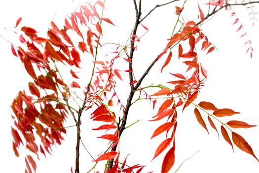 leaf