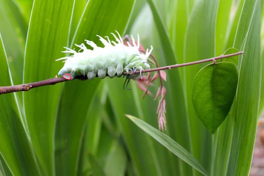 caterpillar on leaf