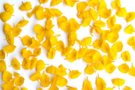 yellow flower