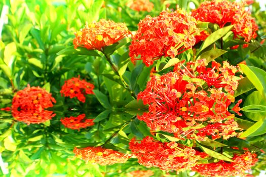 red flower