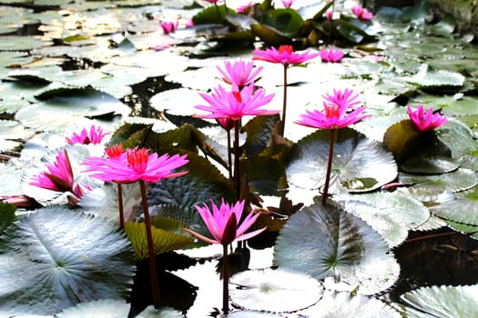 water lily