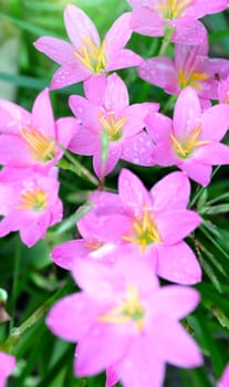 pink flowers blooming