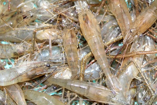 shrimp