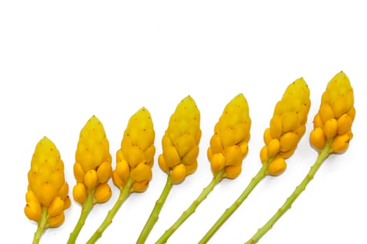 yellow flower