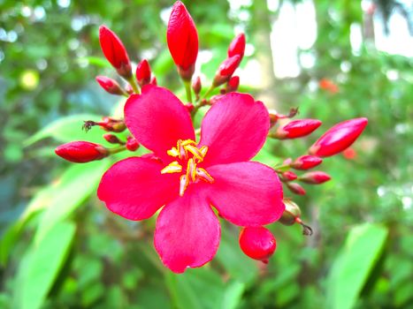 red flower