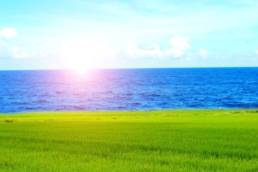 Green paddy and sky