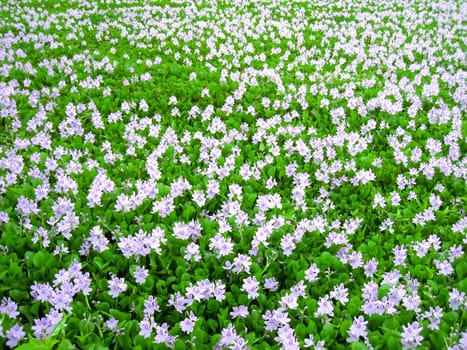 purple flower