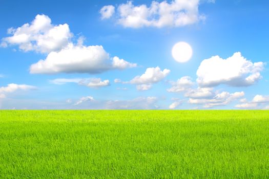 paddy field