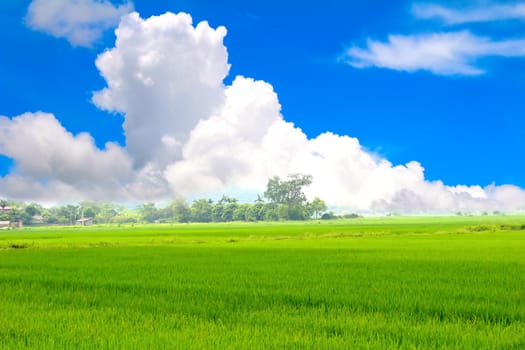 Green paddy and sky