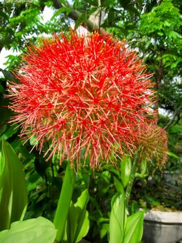 red flower