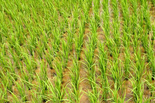paddy field