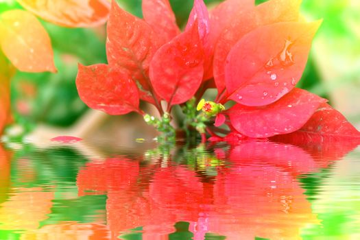 red flower	