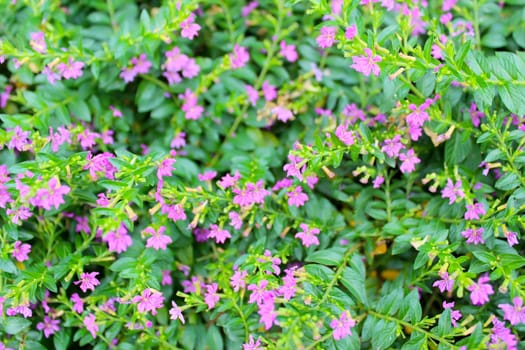 purple flower