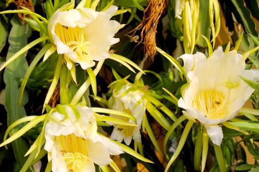 Dragon flower