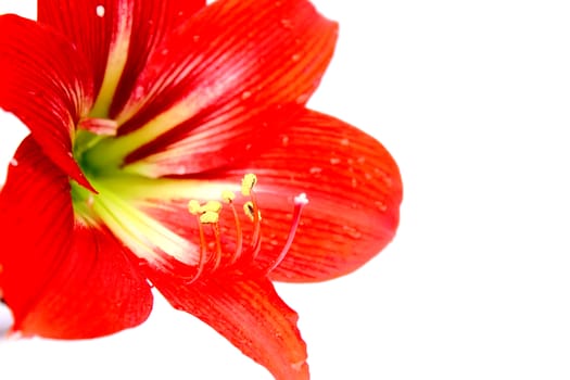 red lily