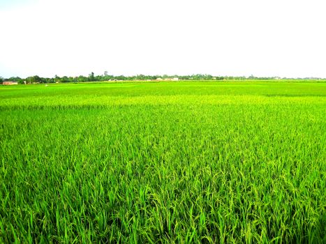 paddy field