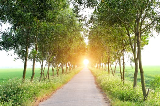 rural road