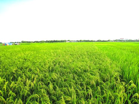 paddy field