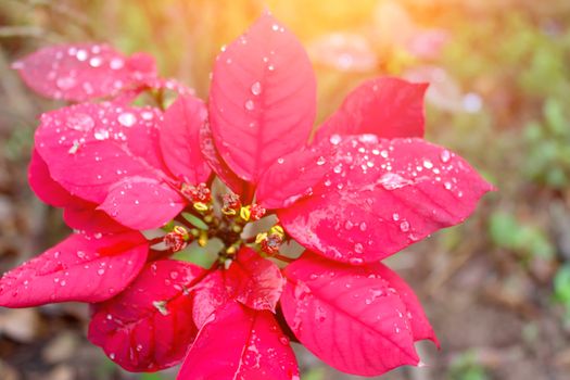 red flower