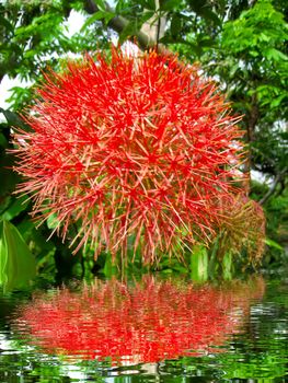 red flower