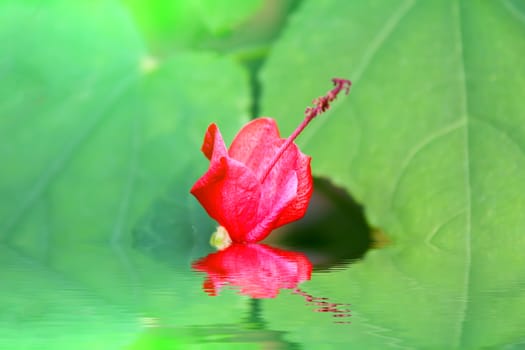 pink flower