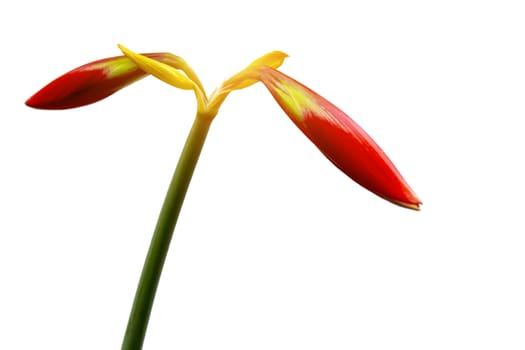 red lily