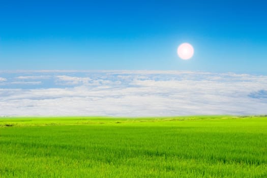 Green paddy and sky