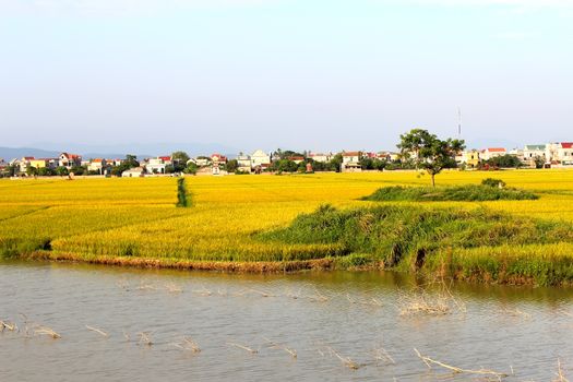 paddy field