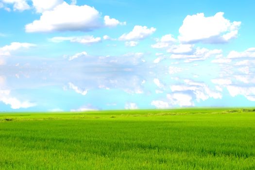 paddy field