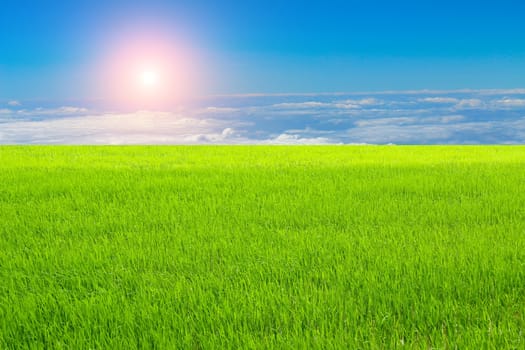 Green paddy and sky