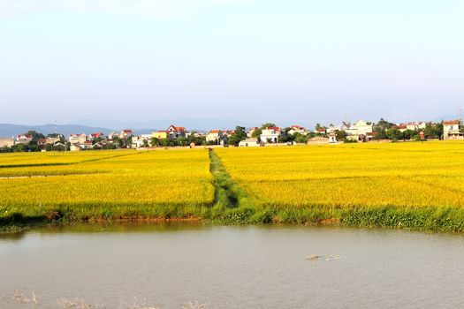 paddy field