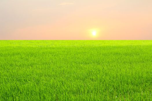 paddy field